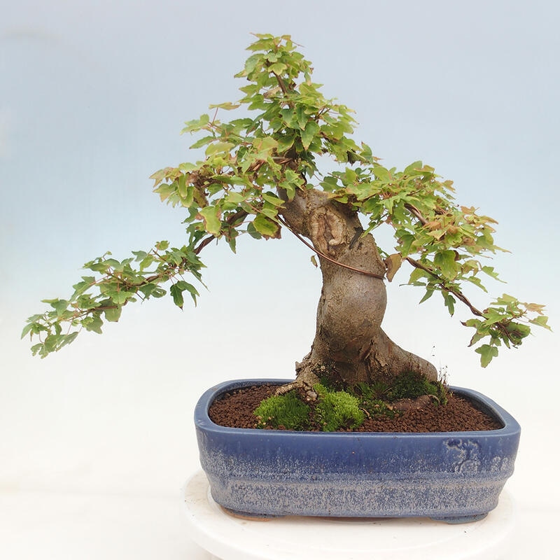 Vonkajšie bonsai - Javor Buergerianum - Javor Burgerův