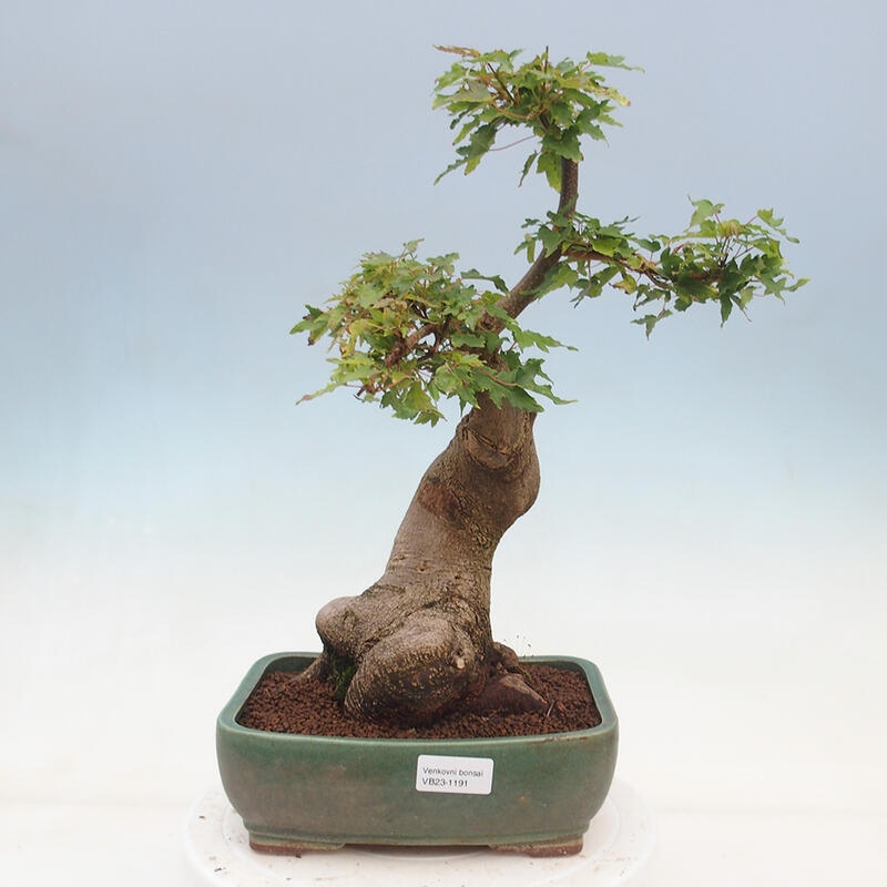 Vonkajšie bonsai - Javor Buergerianum - Javor Burgerův