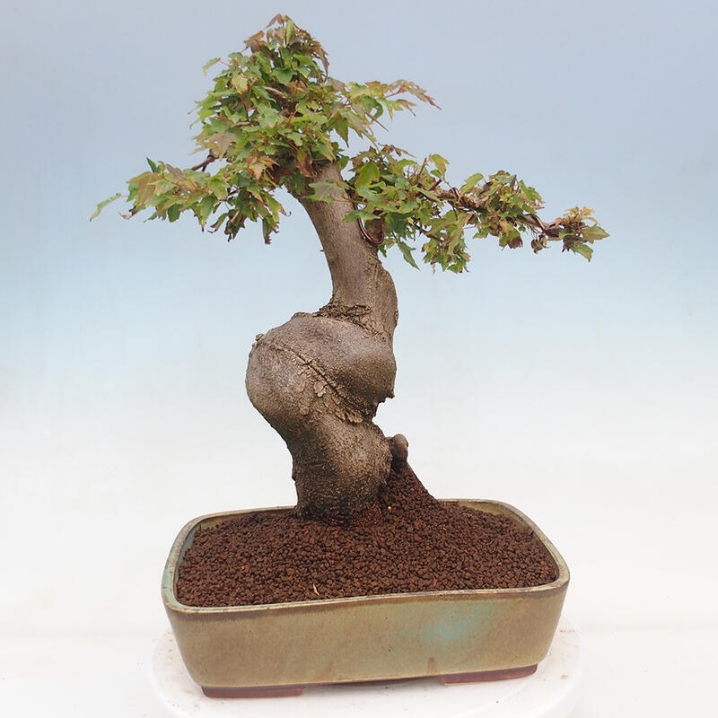 Vonkajšie bonsai - Javor Buergerianum - Javor Burgerův