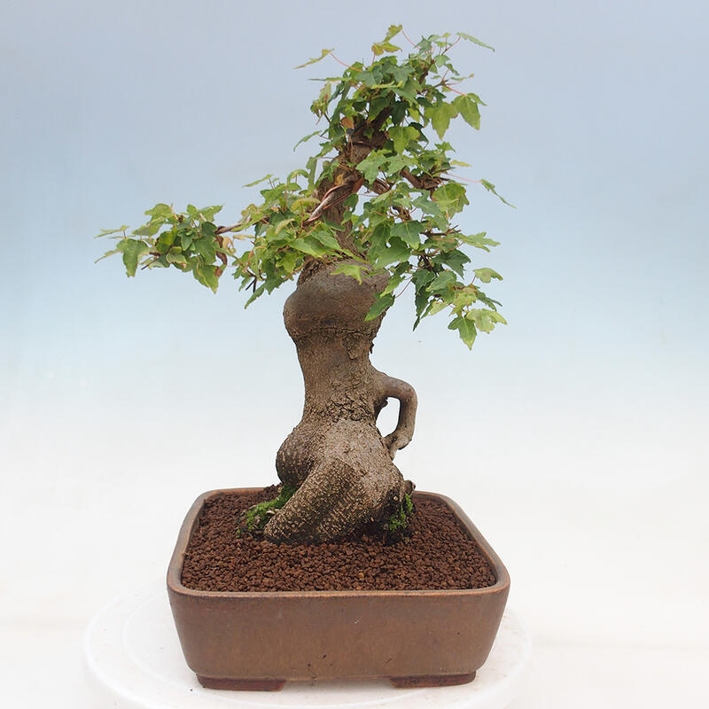 Vonkajšie bonsai - Javor Buergerianum - Javor Burgerův