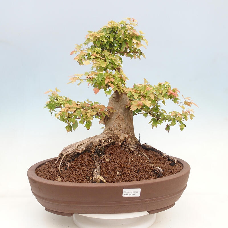 Vonkajšie bonsai - Javor Buergerianum - Javor Burgerův