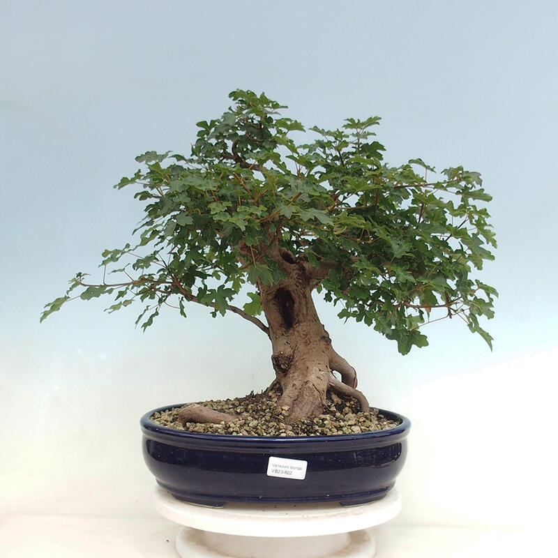 Vonkajší bonsai - Acer Campestre - Javor polný