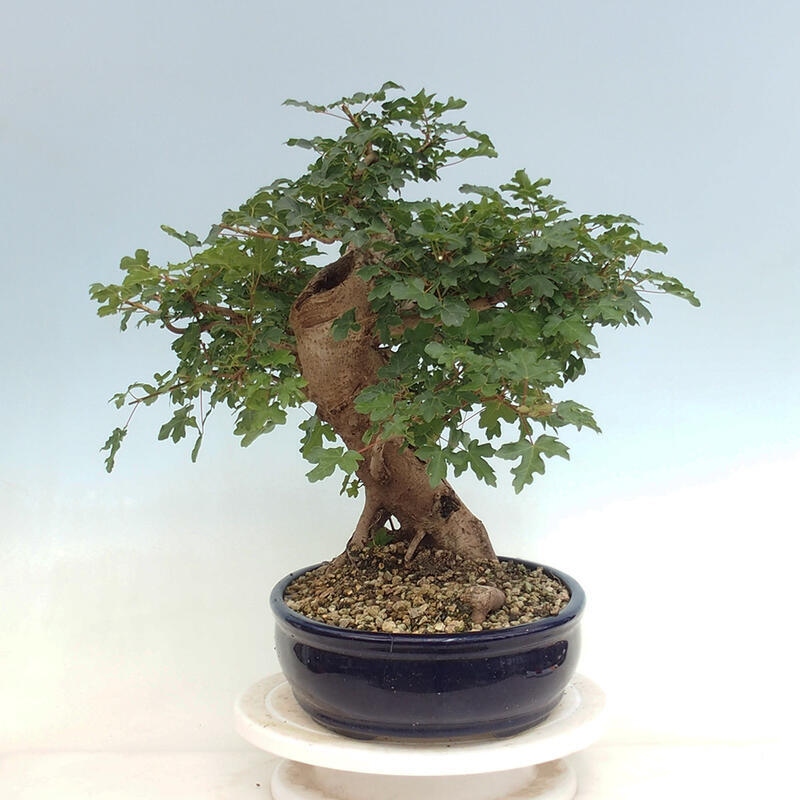 Vonkajší bonsai - Acer Campestre - Javor polný