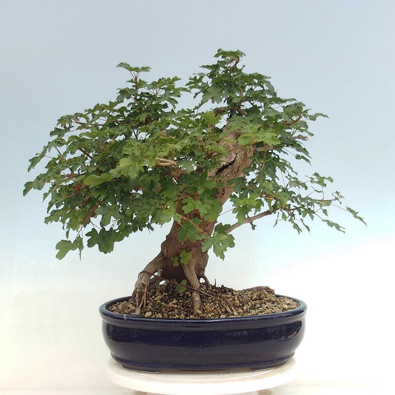 Vonkajší bonsai - Acer Campestre - Javor polný