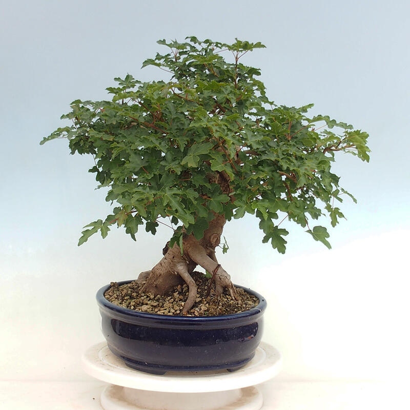 Vonkajší bonsai - Acer Campestre - Javor polný