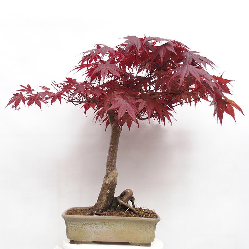 Vonkajší bonsai - Acer palmatum Atropurpureum - Javor dlanitolistý červený