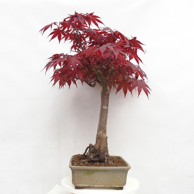 Vonkajší bonsai - Acer palmatum Atropurpureum - Javor dlanitolistý červený