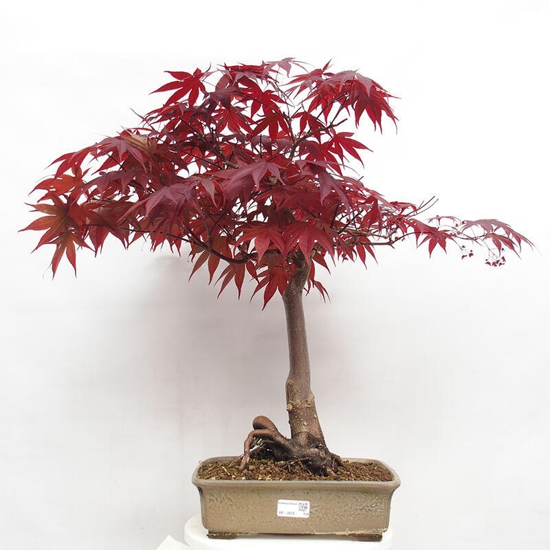 Vonkajší bonsai - Acer palmatum Atropurpureum - Javor dlanitolistý červený