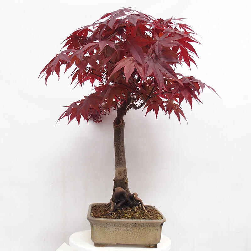 Vonkajší bonsai - Acer palmatum Atropurpureum - Javor dlanitolistý červený