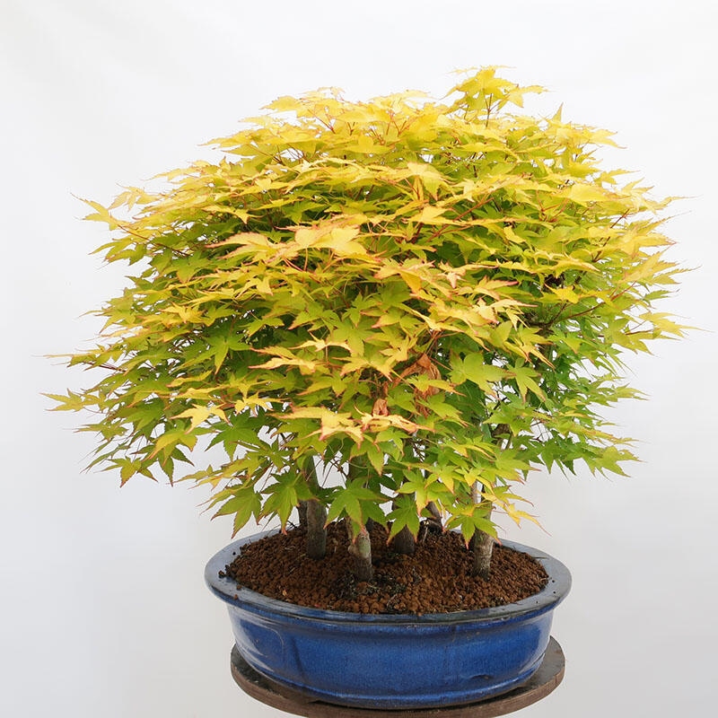 Vonkajší bonsai - Acer palmatum Aureum - Javor dlanitolistý zlatý-lesík