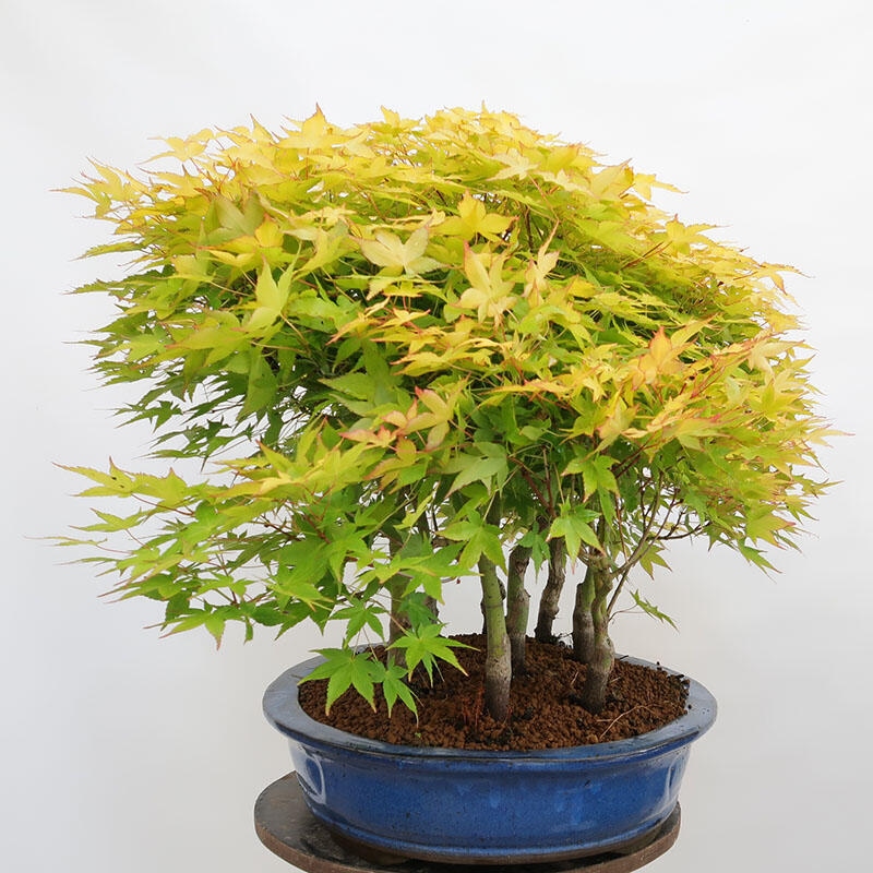 Vonkajší bonsai - Acer palmatum Aureum - Javor dlanitolistý zlatý-lesík