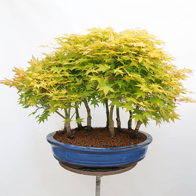 Vonkajší bonsai - Acer palmatum Aureum - Javor dlanitolistý zlatý-lesík