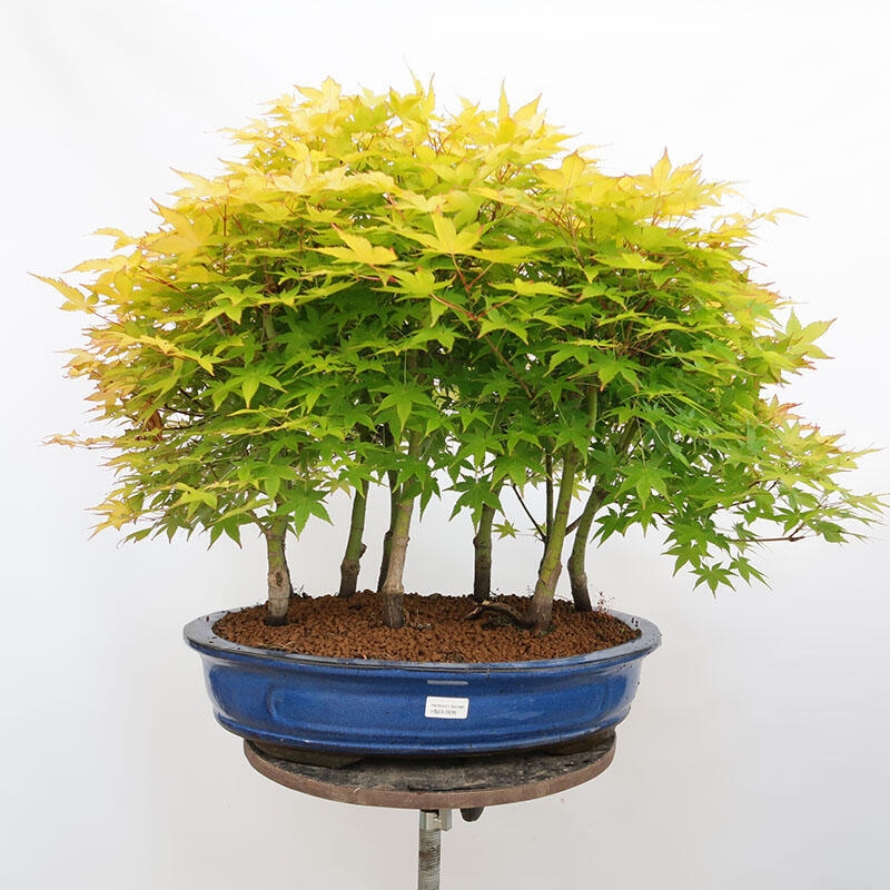 Vonkajší bonsai - Acer palmatum Aureum - Javor dlanitolistý zlatý-lesík