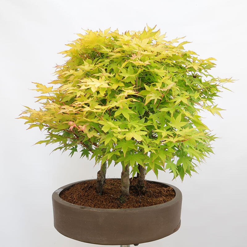 Vonkajší bonsai - Acer palmatum Aureum - Javor dlanitolistý zlatý-lesík