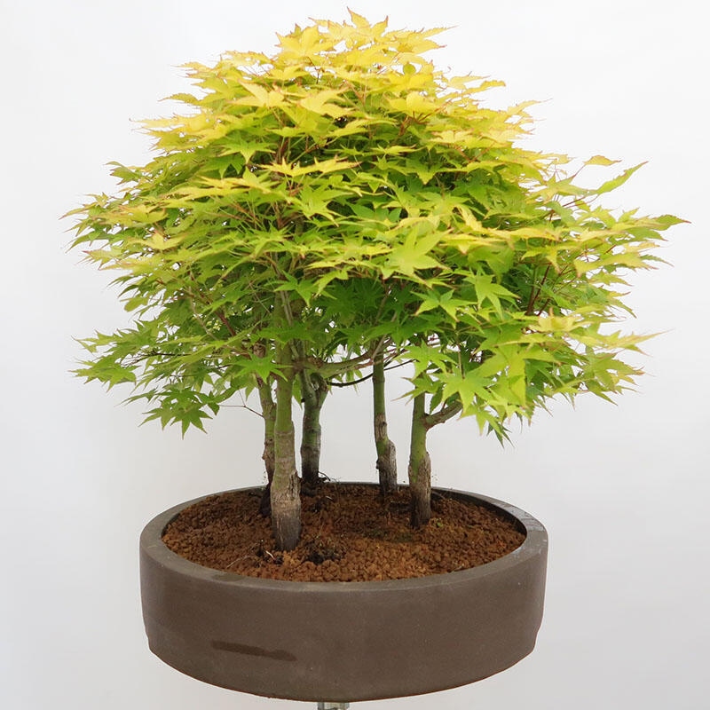 Vonkajší bonsai - Acer palmatum Aureum - Javor dlanitolistý zlatý-lesík