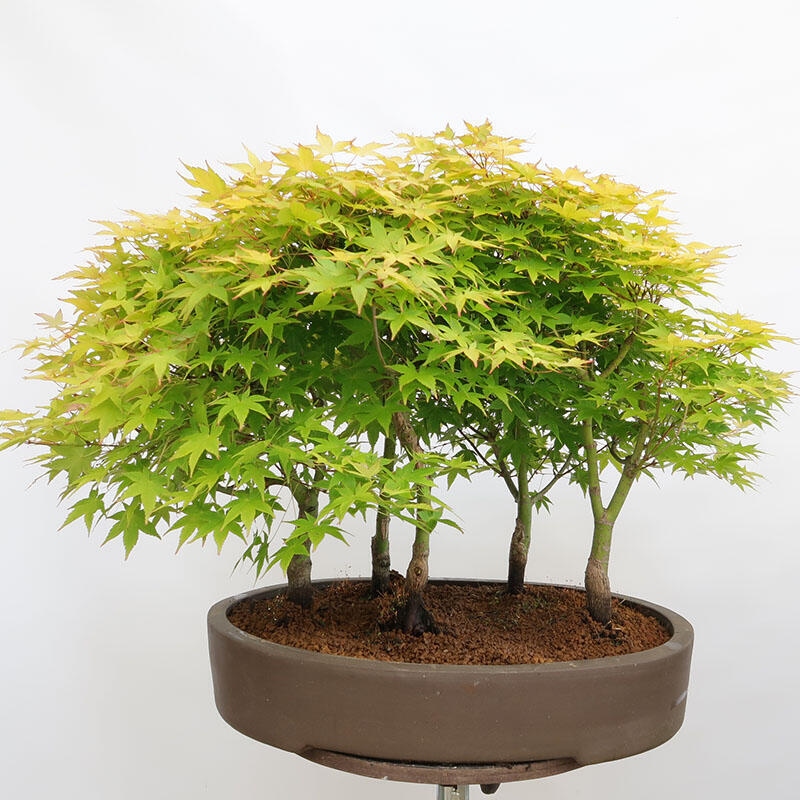 Vonkajší bonsai - Acer palmatum Aureum - Javor dlanitolistý zlatý-lesík