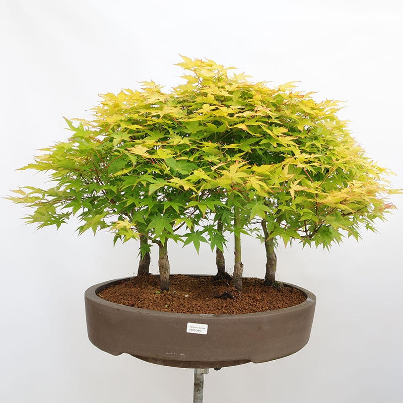 Vonkajší bonsai - Acer palmatum Aureum - Javor dlanitolistý zlatý-lesík