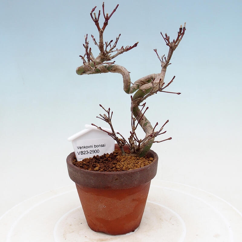 Vonkajší bonsai Acer palmatum - Javor dlanitolistý