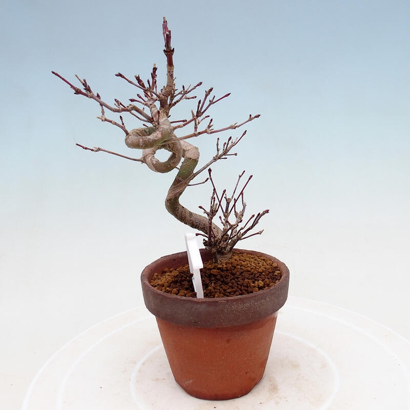 Vonkajší bonsai Acer palmatum - Javor dlanitolistý