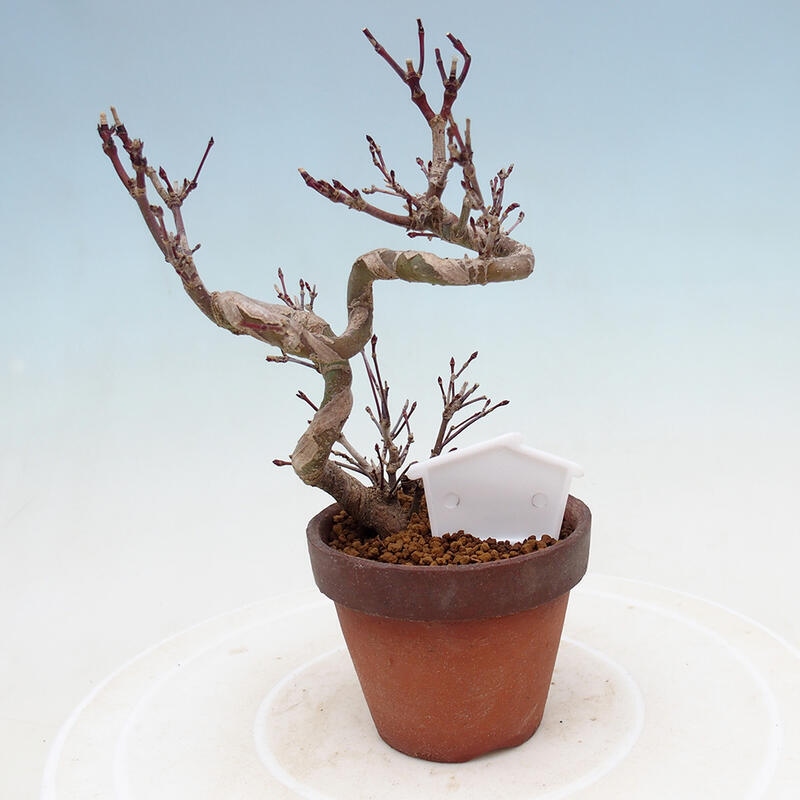 Vonkajší bonsai Acer palmatum - Javor dlanitolistý