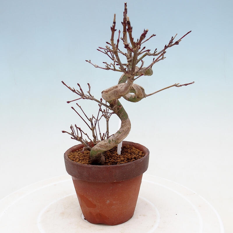 Vonkajší bonsai Acer palmatum - Javor dlanitolistý