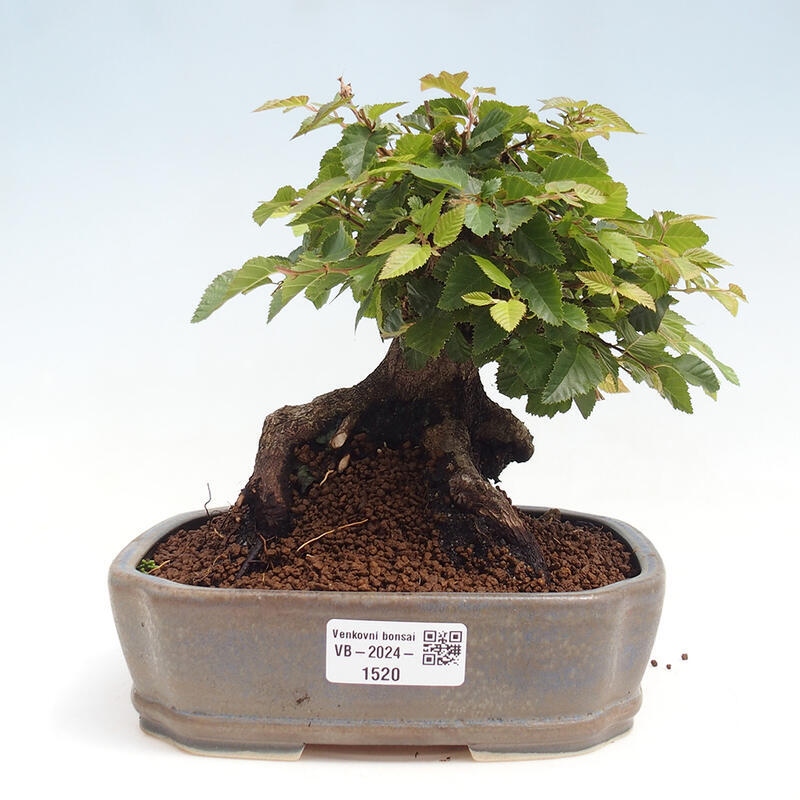 Vonkajší bonsai -Carpinus CARPINOIDES - Hrab kórejský