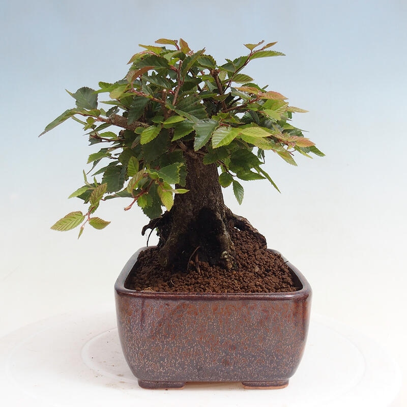 Vonkajší bonsai -Carpinus CARPINOIDES - Hrab kórejský