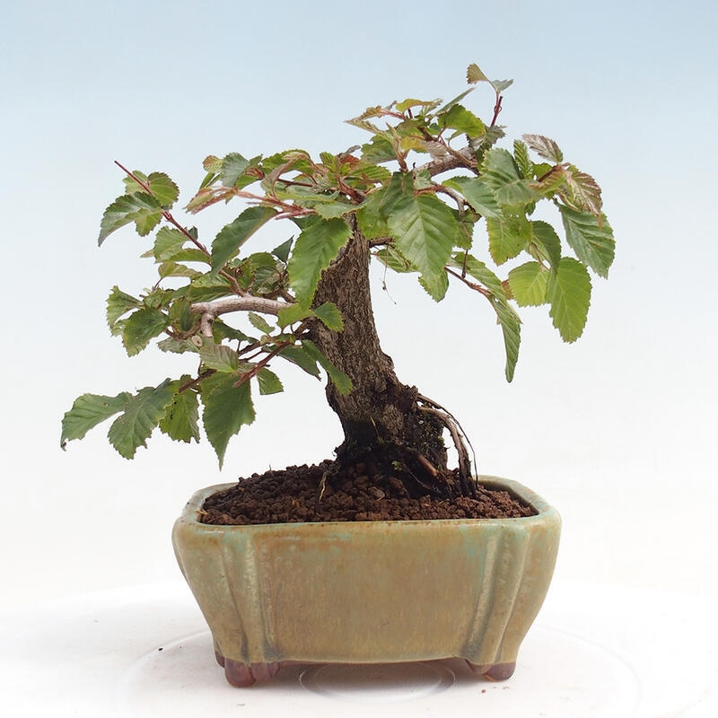 Vonkajší bonsai -Carpinus CARPINOIDES - Hrab kórejský