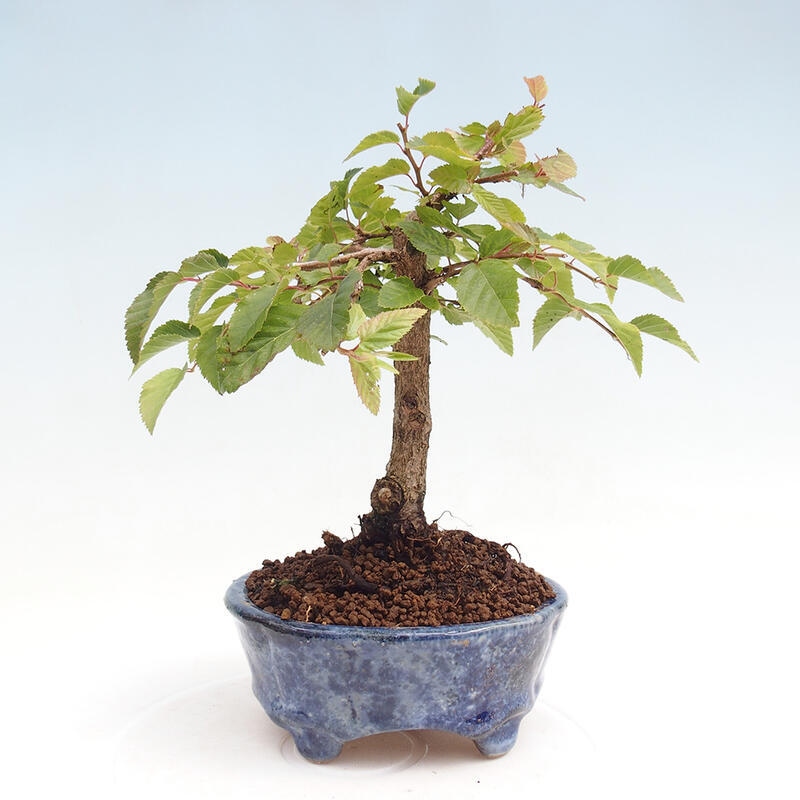 Vonkajší bonsai -Carpinus CARPINOIDES - Hrab kórejský