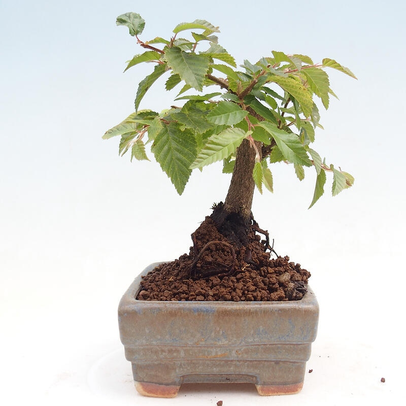 Vonkajší bonsai -Carpinus CARPINOIDES - Hrab kórejský