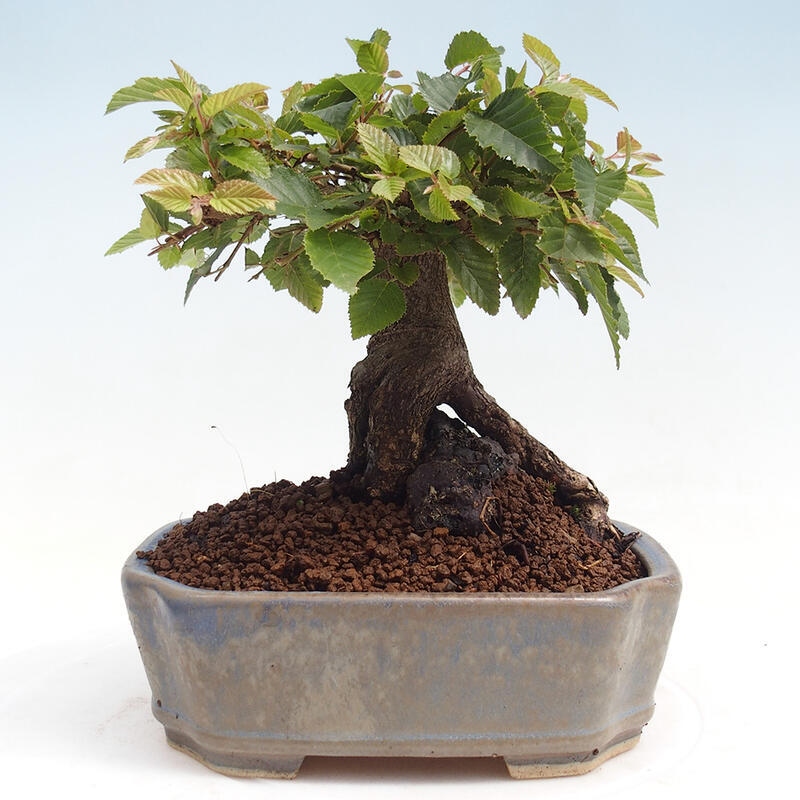 Vonkajší bonsai -Carpinus CARPINOIDES - Hrab kórejský