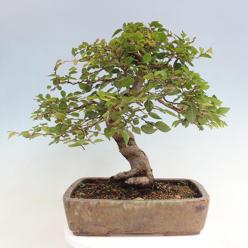 Vonkajší bonsai -Carpinus CARPINOIDES - Hrab kórejský