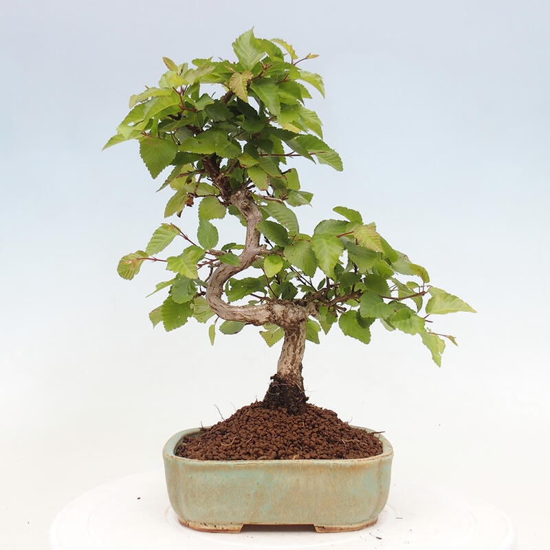 Vonkajší bonsai -Carpinus CARPINOIDES - Hrab kórejský