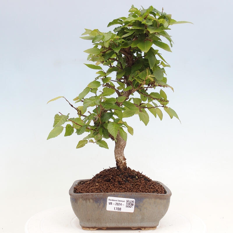 Vonkajší bonsai -Carpinus CARPINOIDES - Hrab kórejský