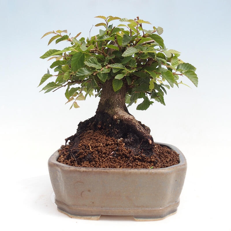 Vonkajší bonsai -Carpinus CARPINOIDES - Hrab kórejský