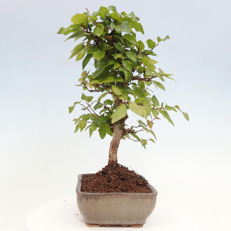 Vonkajší bonsai -Carpinus CARPINOIDES - Hrab kórejský