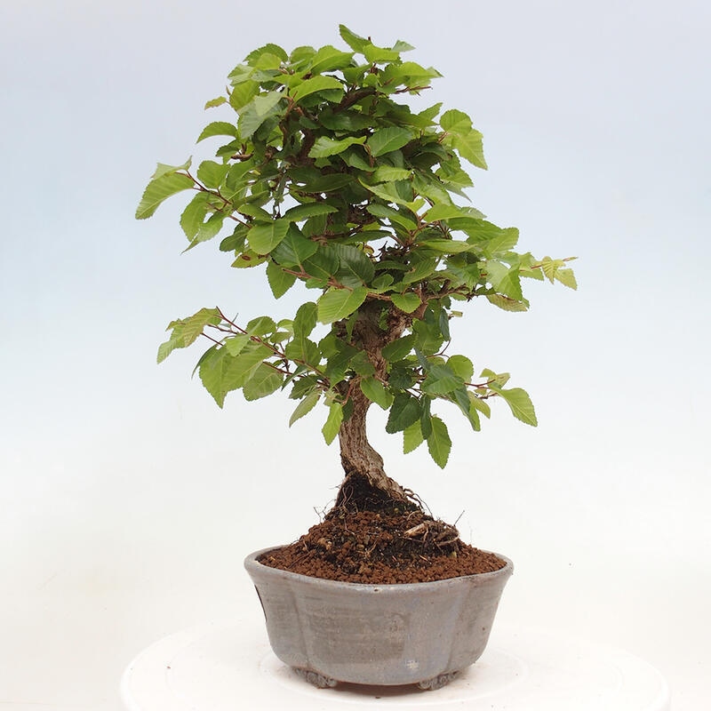 Vonkajší bonsai -Carpinus CARPINOIDES - Hrab kórejský