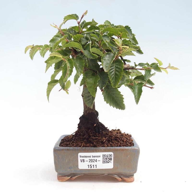 Vonkajší bonsai -Carpinus CARPINOIDES - Hrab kórejský