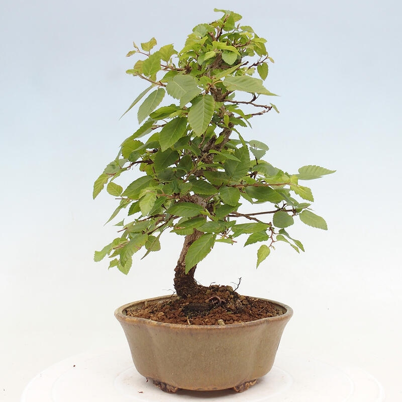 Vonkajší bonsai -Carpinus CARPINOIDES - Hrab kórejský