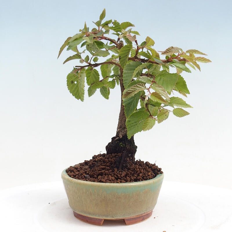 Vonkajší bonsai -Carpinus CARPINOIDES - Hrab kórejský