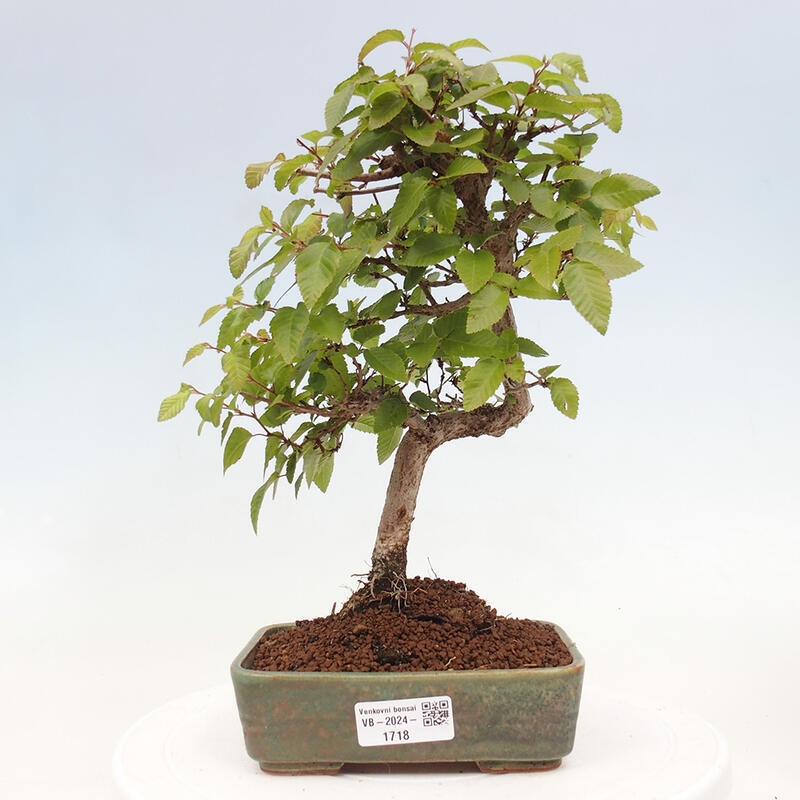 Vonkajší bonsai -Carpinus CARPINOIDES - Hrab kórejský