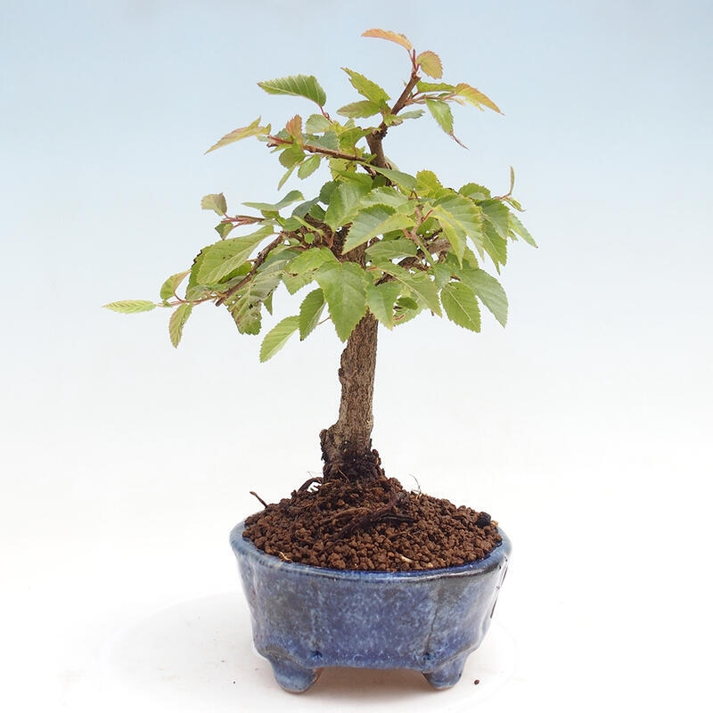 Vonkajší bonsai -Carpinus CARPINOIDES - Hrab kórejský