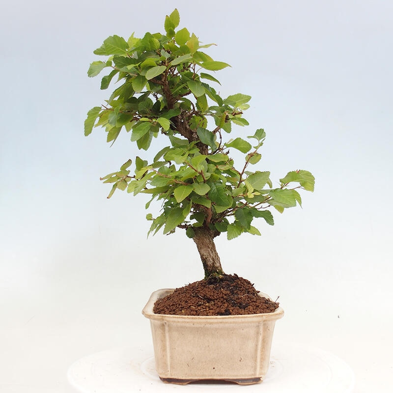 Vonkajší bonsai -Carpinus CARPINOIDES - Hrab kórejský