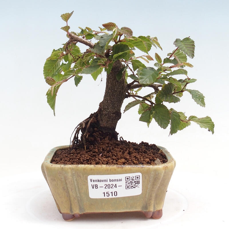 Vonkajší bonsai -Carpinus CARPINOIDES - Hrab kórejský