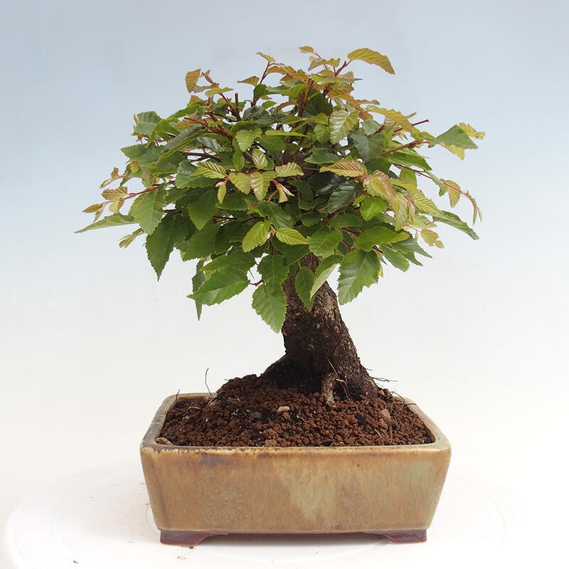 Vonkajší bonsai -Carpinus CARPINOIDES - Hrab kórejský