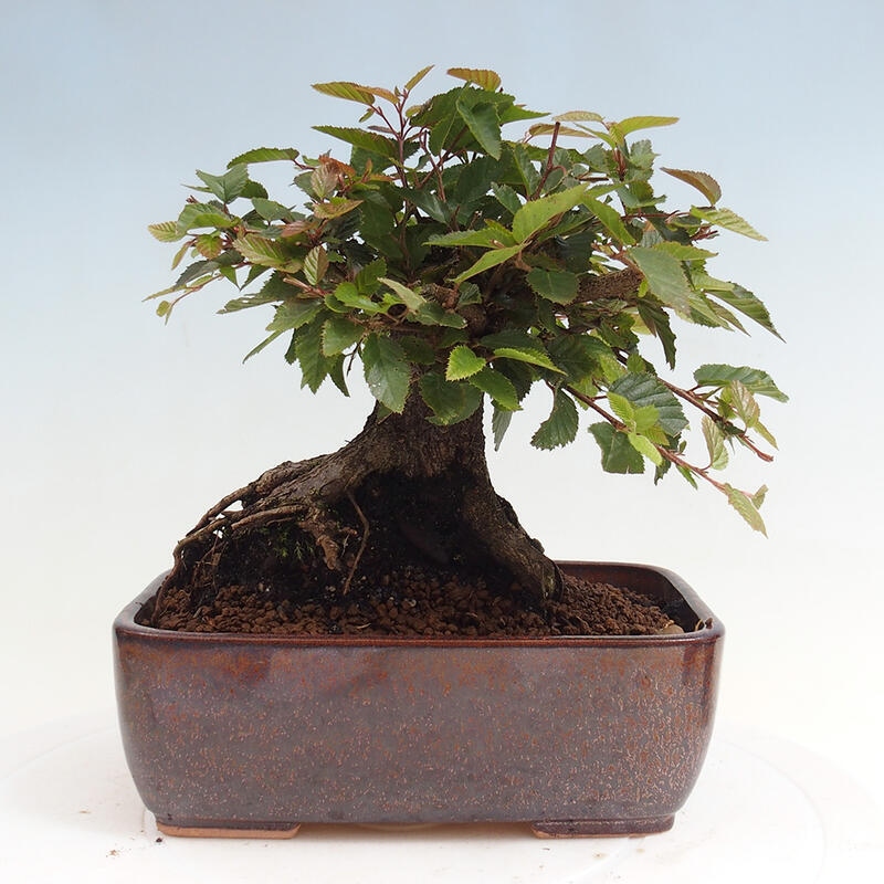 Vonkajší bonsai -Carpinus CARPINOIDES - Hrab kórejský