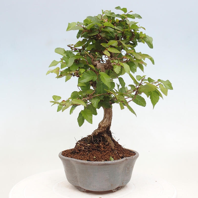 Vonkajší bonsai -Carpinus CARPINOIDES - Hrab kórejský