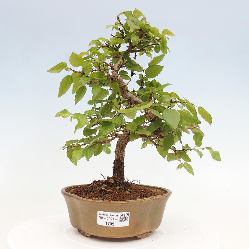 Vonkajší bonsai -Carpinus CARPINOIDES - Hrab kórejský