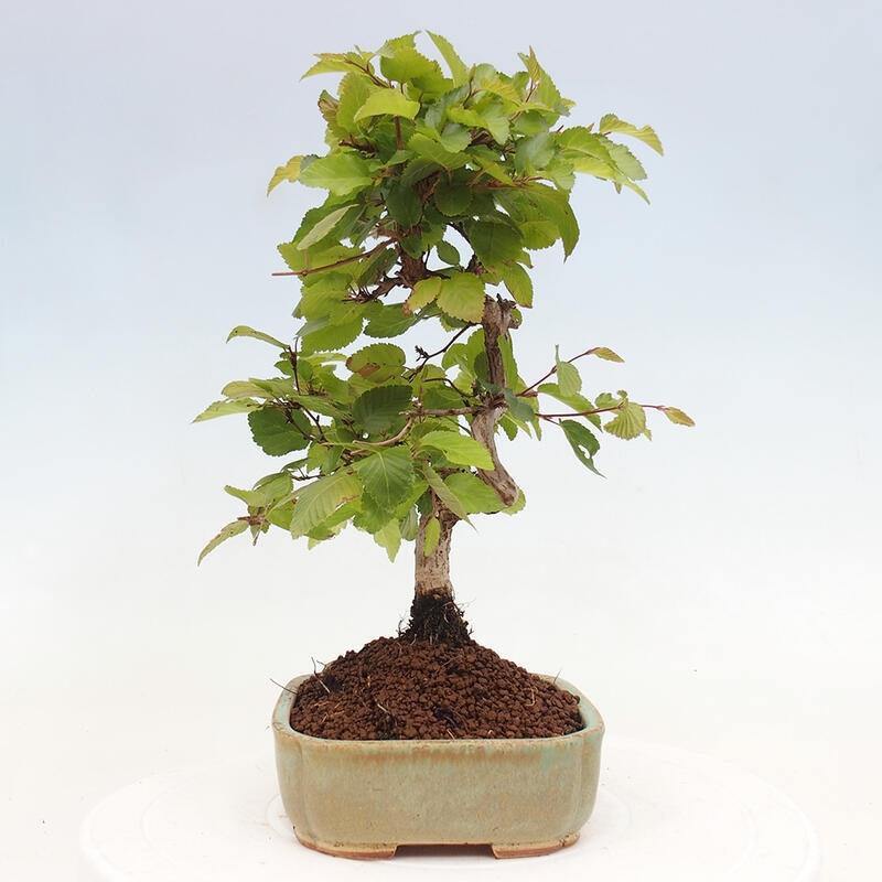 Vonkajší bonsai -Carpinus CARPINOIDES - Hrab kórejský