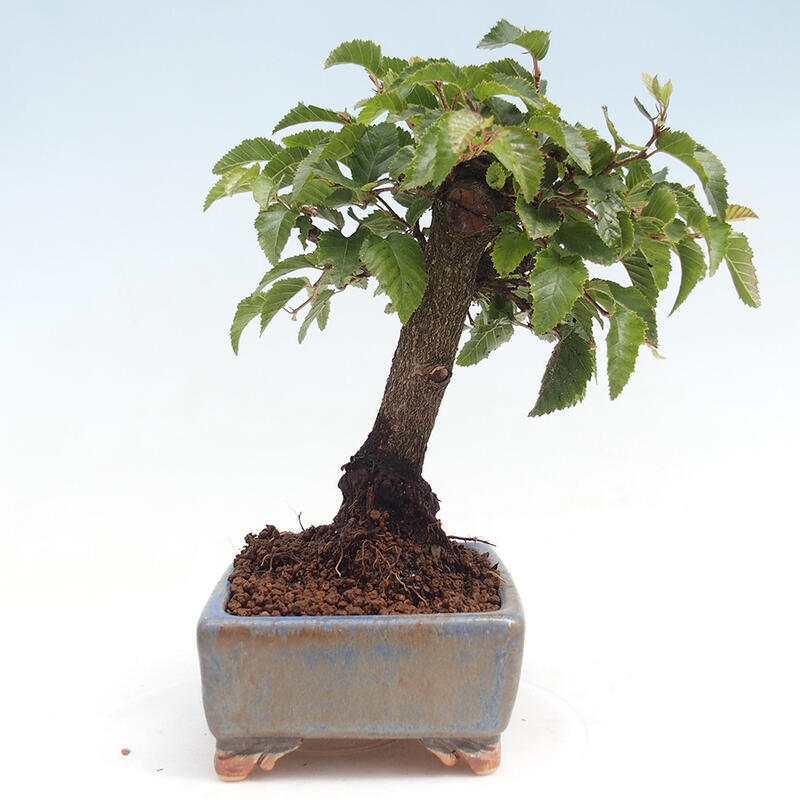 Vonkajší bonsai -Carpinus CARPINOIDES - Hrab kórejský